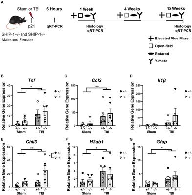 Regulation of microglial responses after pediatric traumatic brain injury: exploring the role of SHIP-1